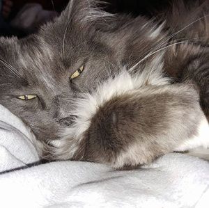 Meet your Posher, Gail